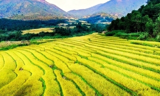 Vẽ mùa